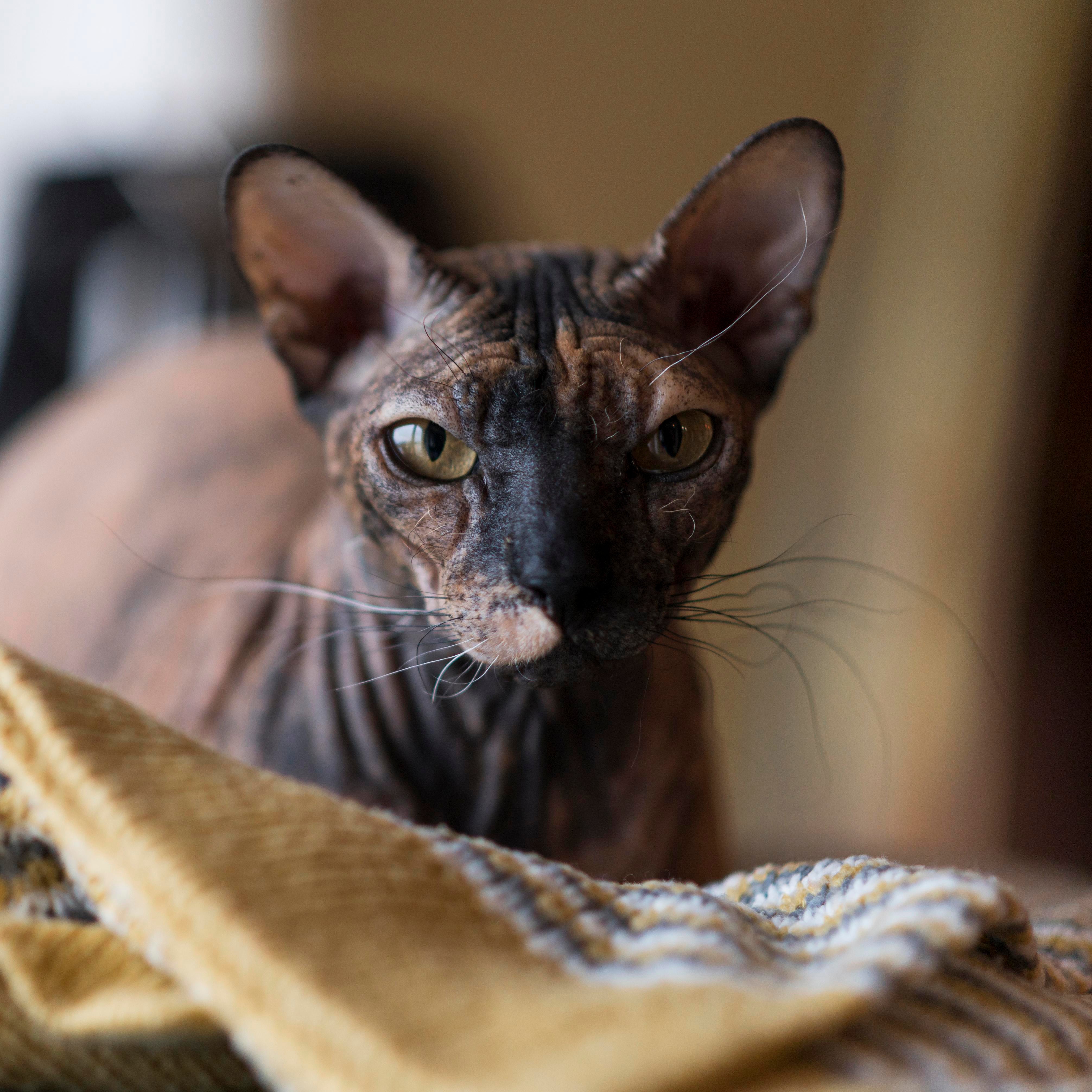 La domesticación del gato ¿Pero qué han hecho por nosotros los romanos? — Más de uno cover