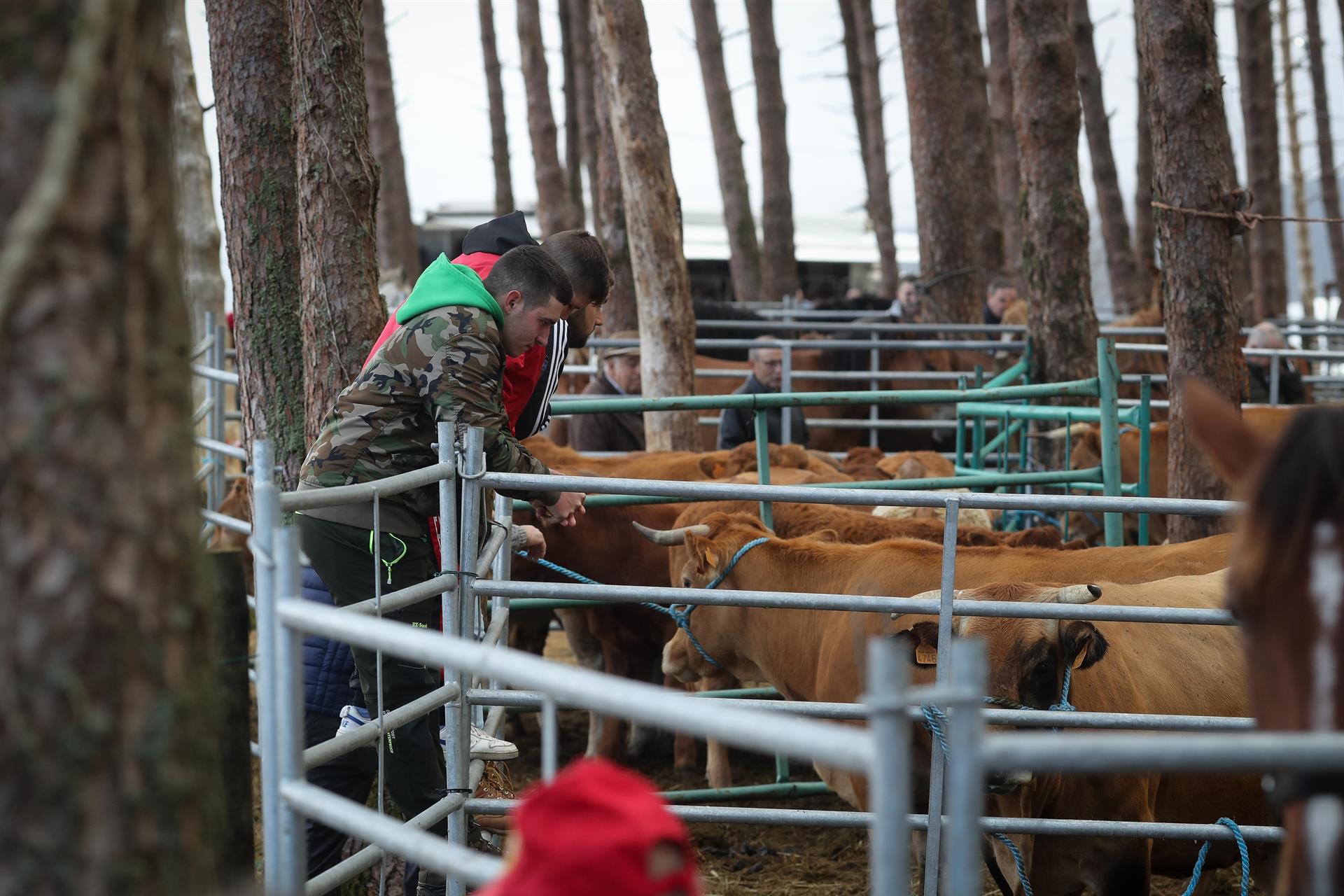 Euskadi suspende ferias y eventos con animales por la dermatosis nodular y endurece las condiciones de movimiento Euskadi suspende ferias y eventos con animales por la dermatosis nodular y endurece las condiciones de movimiento