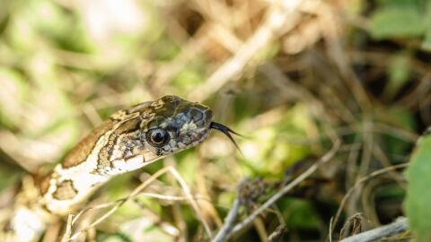 Imagen de una serpiente de herradura
