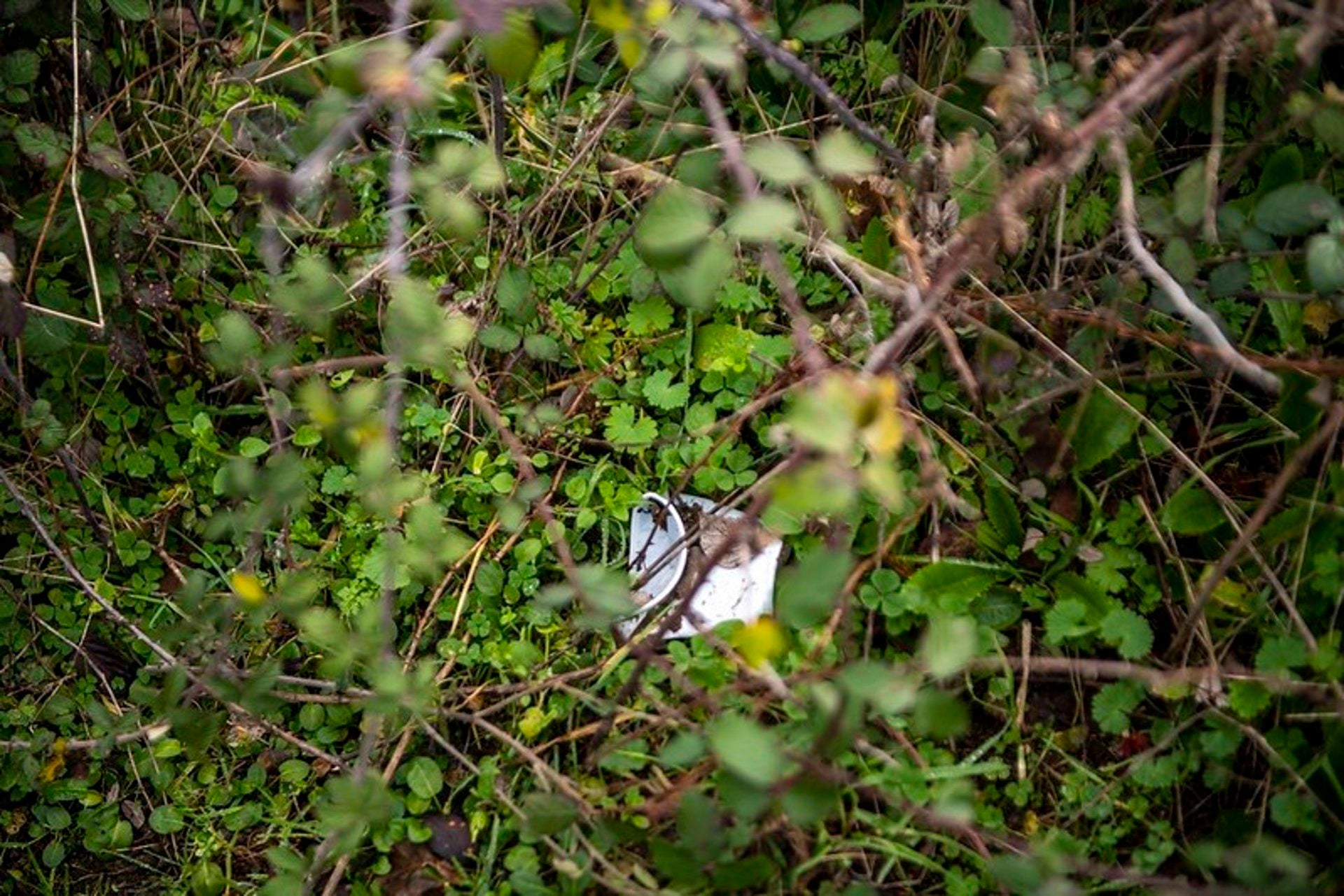Cerca de 500 voluntarios caracterizan más de 210 residuos de basuraleza en 27 espacios naturales de Extremadura Cerca de 500 voluntarios caracterizan más de 210 residuos de basuraleza en 27 espacios naturales de Extremadura