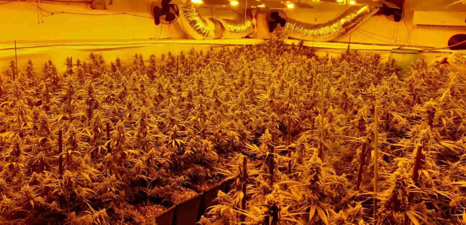 La Policía Nacional desmantela cuatro plantaciones indoor de marihuana con casi 1.000 plantas en Granada La Policía Nacional desmantela cuatro plantaciones indoor de marihuana con casi 1.000 plantas en Granada