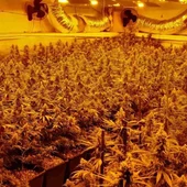 Plantación de marihuana Plantación de marihuana