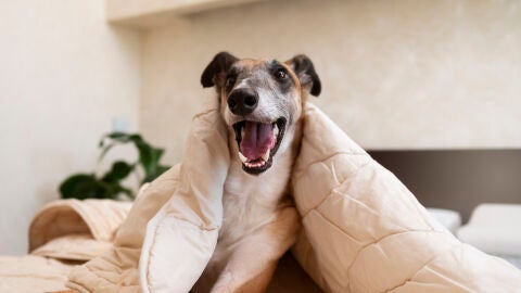 Imagen de archivo de un perro en una cama. 