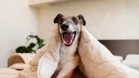 Imagen de archivo de un perro en una cama. Imagen de archivo de un perro en una cama.