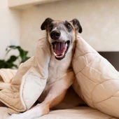 Imagen de archivo de un perro en una cama. Imagen de archivo de un perro en una cama.