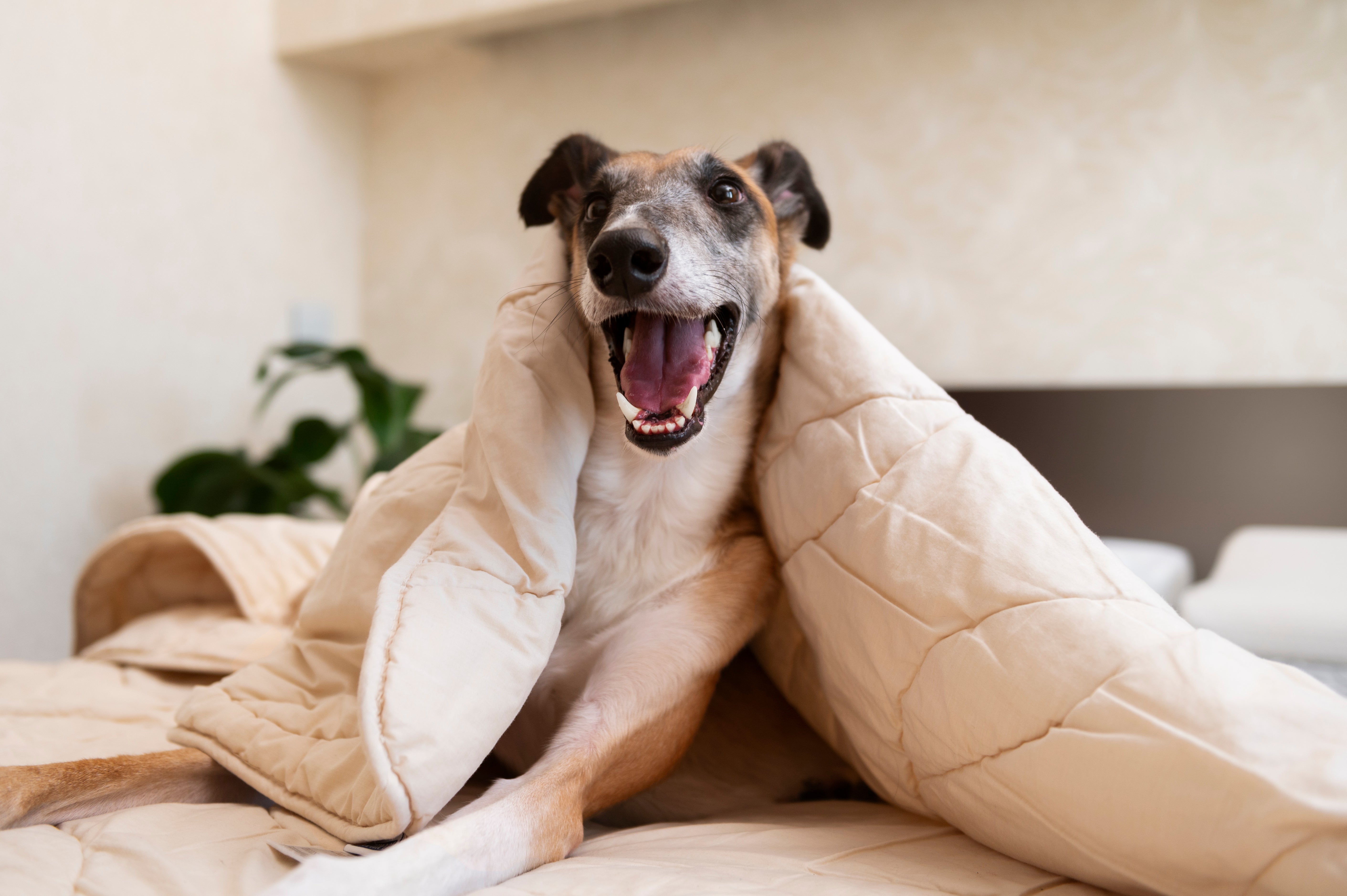 ¿Qué entienden los perros cuando nos entienden? — Más de uno cover