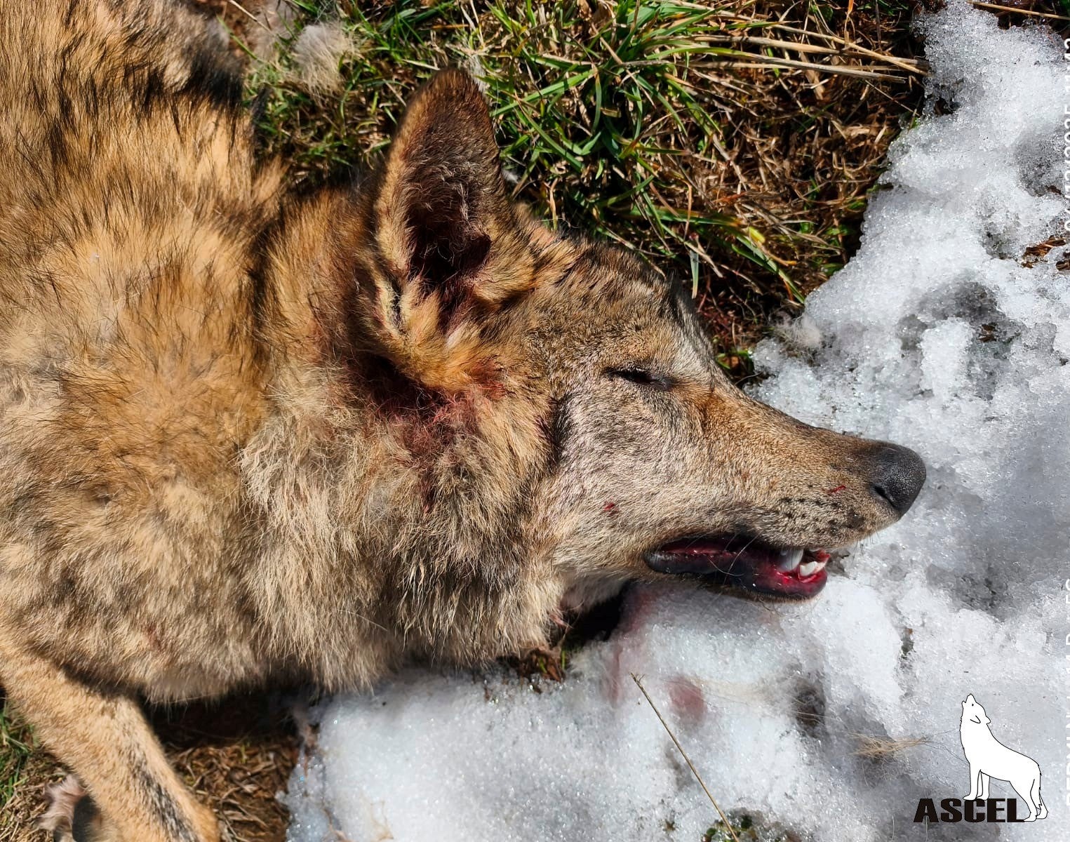 La Junta de Castilla y León desmiente un supuesto caso de furtivismo de lobo en la Montaña Palentina La Junta de Castilla y León desmiente un supuesto caso de furtivismo de lobo en la Montaña Palentina
