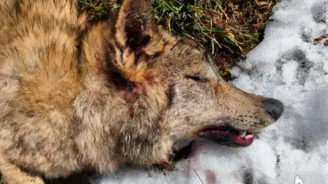 La Junta de Castilla y León desmiente un supuesto caso de furtivismo de lobo en la Montaña Palentina .