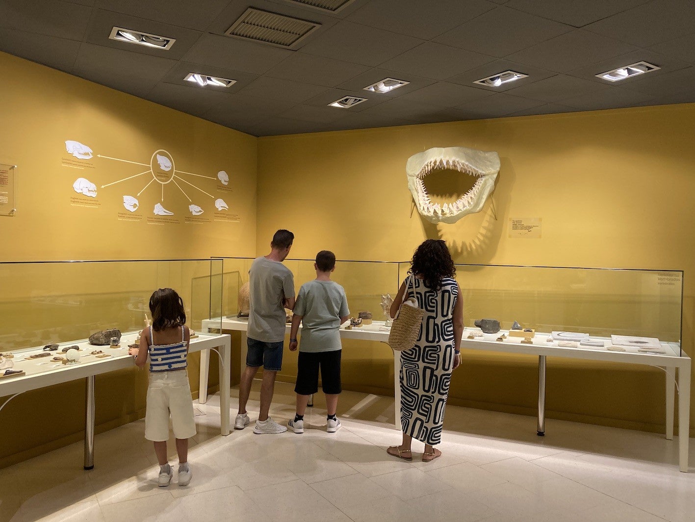 El Museo Paleontológico de Elche recibió 22.000 visitantes en 2025 El Museo Paleontológico de Elche recibió 22.000 visitantes en 2025