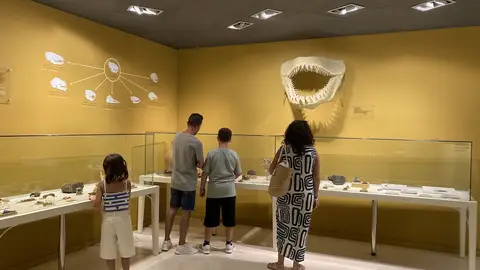 El Museo Paleontológico de Elche recibió 22.000 visitantes en 2025 El Museo Paleontológico de Elche recibió 22.000 visitantes en 2025