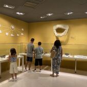 El Museo Paleontológico de Elche recibió 22.000 visitantes en 2025