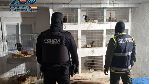 Detenido en Elche a un hombre por maltratar y mutilar a 19 gallos de pelea que poseía en su domicilio Detenido en Elche a un hombre por maltratar y mutilar a 19 gallos de pelea que poseía en su domicilio