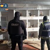 Detenido en Elche a un hombre por maltratar y mutilar a 19 gallos de pelea que poseía en su domicilio