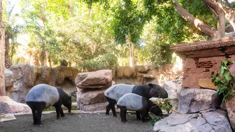 Récord histórico de visitas en 2025: los zoos y acuarios de AIZA superan los 15 millones de visitantes Récord histórico de visitas en 2025: los zoos y acuarios de AIZA superan los 15 millones de visitantes
