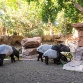 Récord histórico de visitas en 2025: los zoos y acuarios de AIZA superan los 15 millones de visitantes