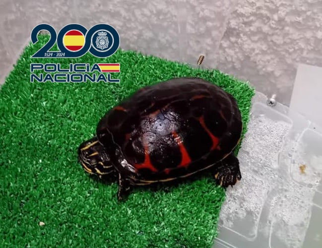 Se incautan de una tortuga y un camaleón al desmantelar un punto de venta de drogas Se incautan de una tortuga y un camaleón al desmantelar un punto de venta de drogas