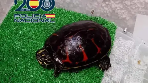 La tortuga incautada en Alicante La tortuga incautada en Alicante