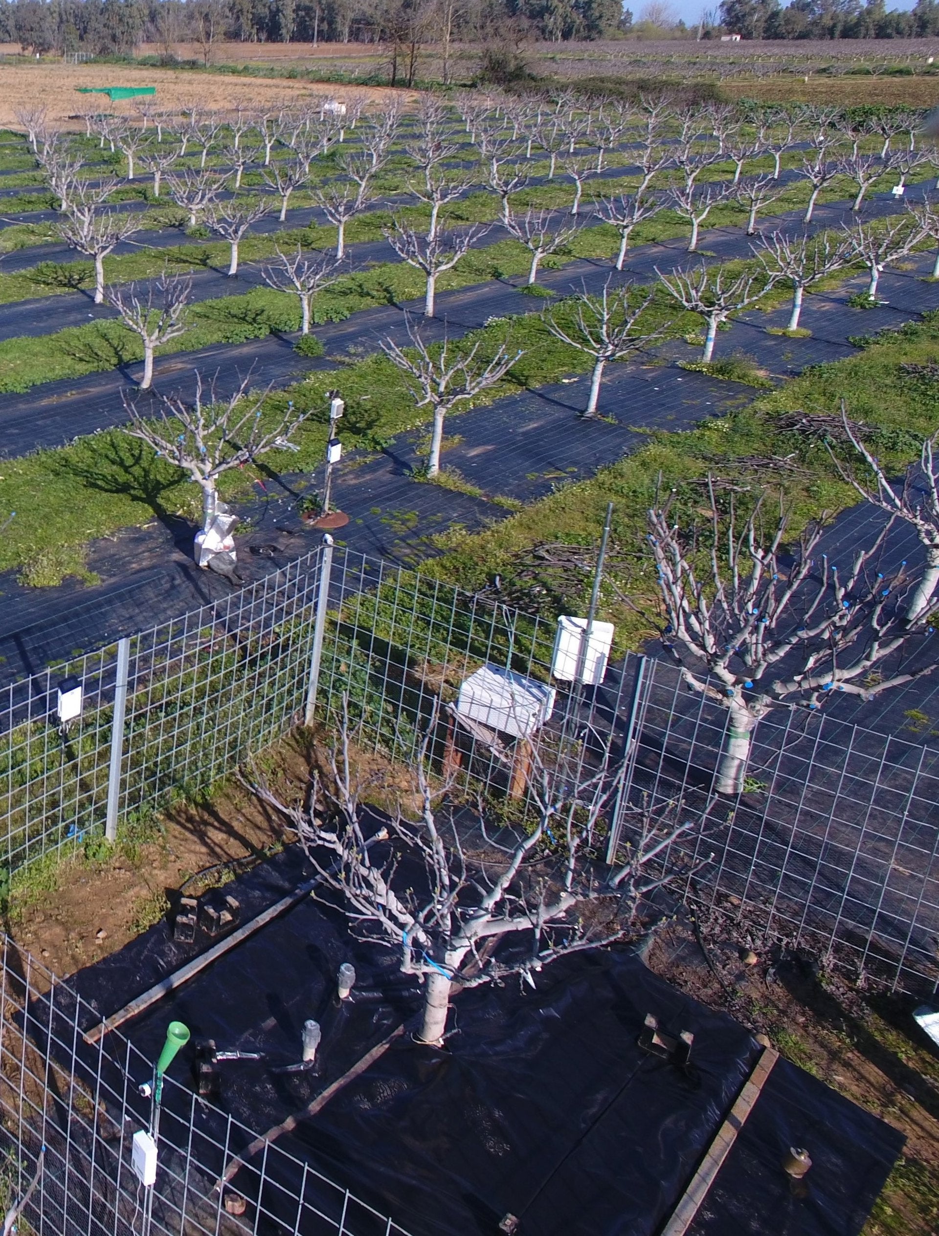 Investigadores extremeños muestran en Australia sus estudios sobre el riego en higueras y frutales de hueso Investigadores extremeños muestran en Australia sus estudios sobre el riego en higueras y frutales de hueso