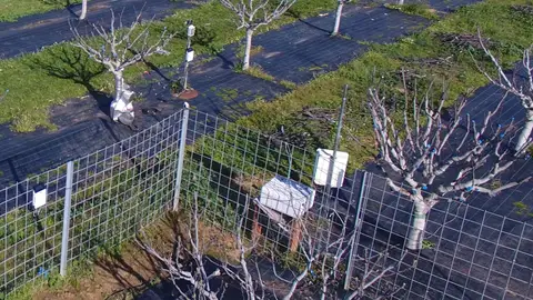 Investigadores extremeños muestran en Australia sus estudios sobre el riego en higueras y frutales de hueso Investigadores extremeños muestran en Australia sus estudios sobre el riego en higueras y frutales de hueso