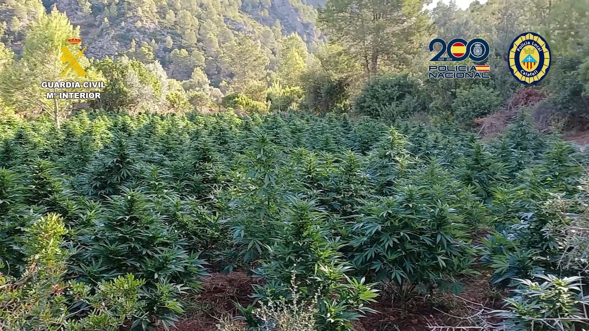 Decomisadas 4.300 plantas de marihuana en dos operaciones desarrolladas en Alicante y Tarragona Decomisadas 4.300 plantas de marihuana en dos operaciones desarrolladas en Alicante y Tarragona