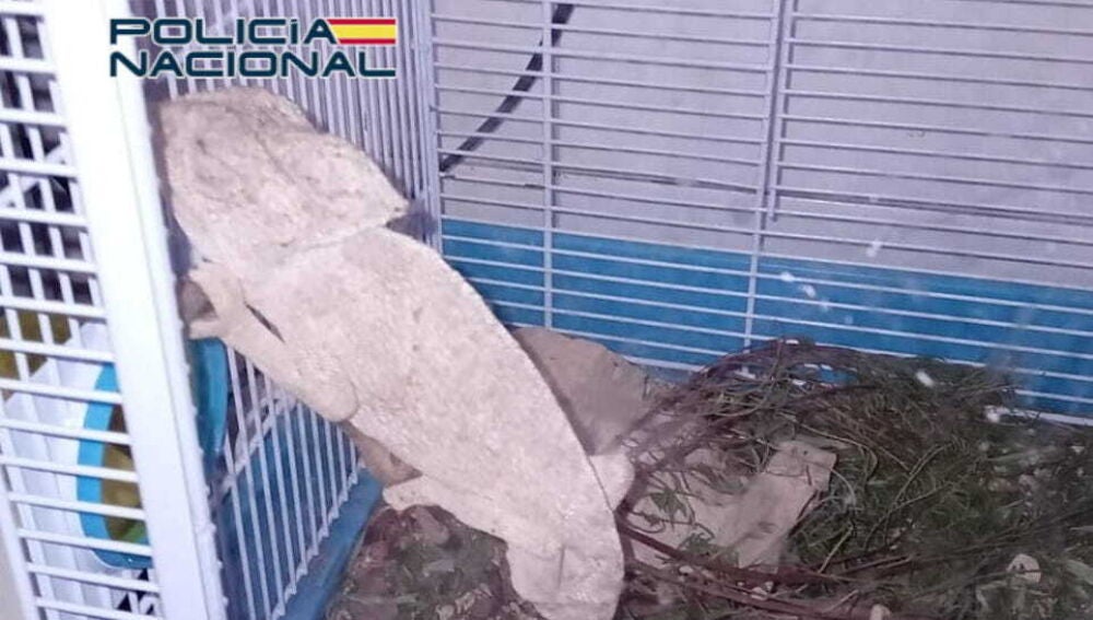 El camaleón incautado en Alicante 