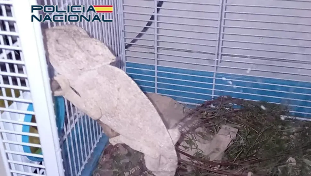 El camaleón incautado en Alicante El camaleón incautado en Alicante