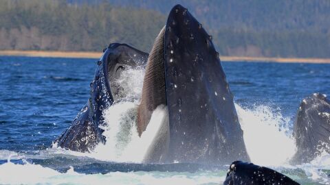 Ballena jorabada usando sus barbas para alimentarse