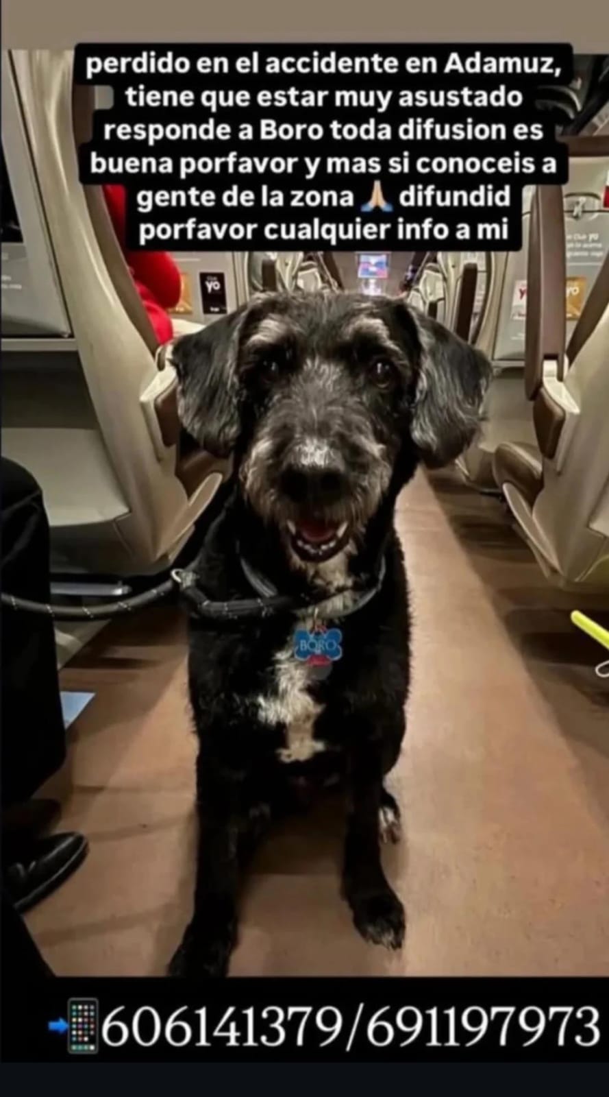 Pacma podrá buscar a Boro, el perro perdido en el accidente de Adamuz, tras el permiso de Interior Pacma podrá buscar a Boro, el perro perdido en el accidente de Adamuz, tras el permiso de Interior