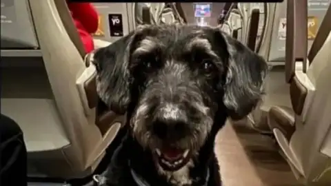 Pacma podrá buscar a Boro, el perro de Ana perdido en el accidente de Adamuz, tras el permiso de Interior Pacma podrá buscar a Boro, el perro de Ana perdido en el accidente de Adamuz, tras el permiso de Interior