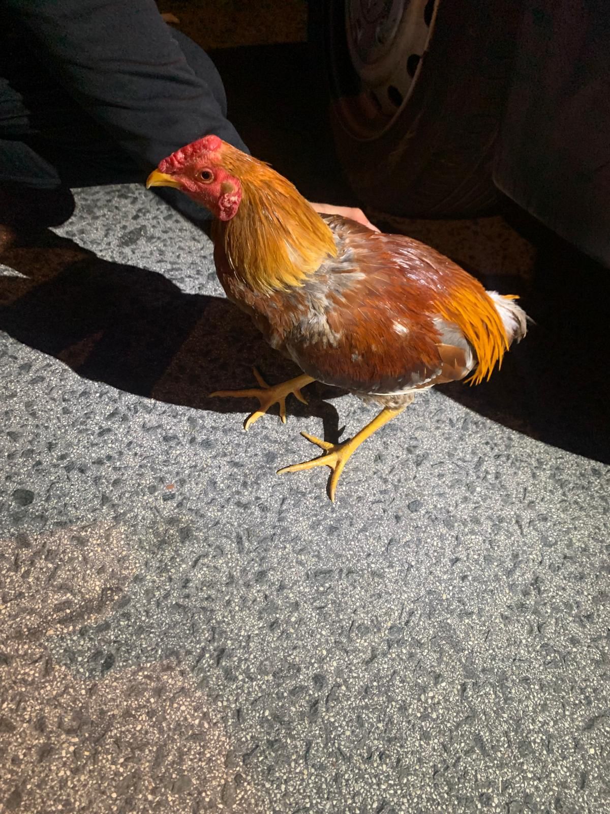 La Policía Local de Elche denuncia a un hombre al que interviene cinco gallos La Policía Local de Elche denuncia a un hombre al que interviene cinco gallos