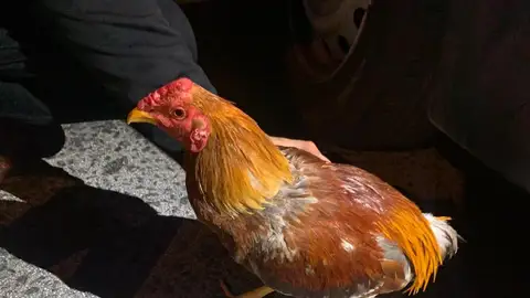 Uno de los gallos que se ha intervenido al hombre en Elche. Uno de los gallos que se ha intervenido al hombre en Elche.