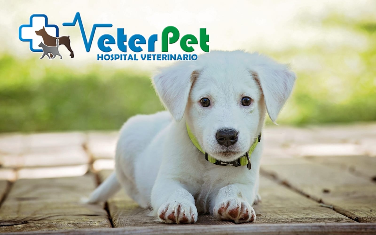 ¿Influye la castración en la longevidad de nuestro perro? Antes de actuar, escucha las indicaciones del adiestrador Ángel Osuna ¿Influye la castración en la longevidad de nuestro perro? Antes de actuar, escucha las indicaciones del adiestrador Ángel Osuna