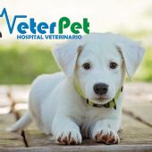 ¿Influye la castración en la longevidad de nuestro perro? Antes de actuar, escucha las indicaciones del adiestrador Ángel Osuna