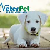 ¿Influye la castración en la longevidad de nuestro perro? Antes de actuar, escucha las indicaciones del adiestrador Ángel Osuna ¿Influye la castración en la longevidad de nuestro perro? Antes de actuar, escucha las indicaciones del adiestrador Ángel Osuna