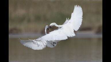Combate a&eacute;reo - Jos&eacute; Rivera Men&eacute;ndez