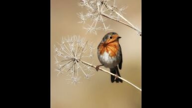 Petirrojo - Francisco Rosa Garc&iacute;a