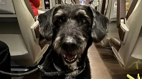 Imagen del perro Boro, desaparecido tras el accidente de trenes de Ademuz. Imagen del perro Boro, desaparecido tras el accidente de trenes de Ademuz.