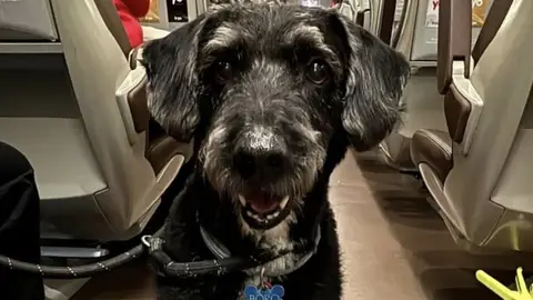 Imagen del perro Boro, desaparecido tras el accidente de trenes de Ademuz. Imagen del perro Boro, desaparecido tras el accidente de trenes de Ademuz.