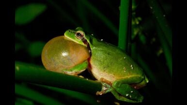 El canto de la Albufera - Jos&eacute; Bayo Valdivia