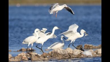 Persecuci&oacute;n - Francisco Papis Ram&oacute;n