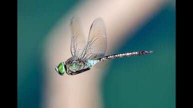 Patrullando la charca - Juan Francisco Tijeras Gil