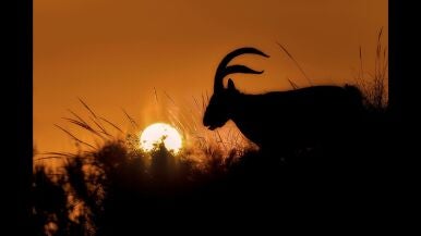 Amanecer - Francisco Rosa Garc&iacute;a