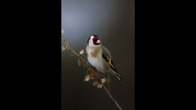 Color&iacute;n descolorado - Luis Rodr&iacute;guez Rodr&iacute;guez