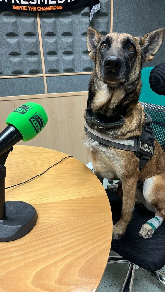Sira, guía canino del Servicio Cinológico de la Guardia Civil de Albacete Sira, guía canino del Servicio Cinológico de la Guardia Civil de Albacete