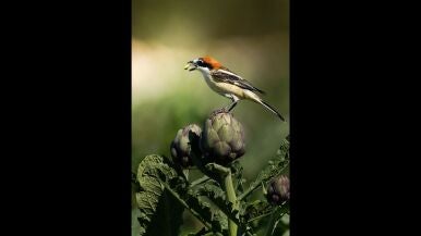 Prote&iacute;na animal en cama de alcachofa - Luis Rodr&iacute;guez Rodr&iacute;guez