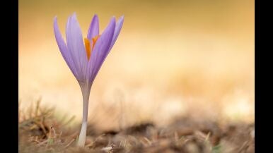 Flor de oto&ntilde;o - Juan Francisco Mart&iacute;nez Utrera