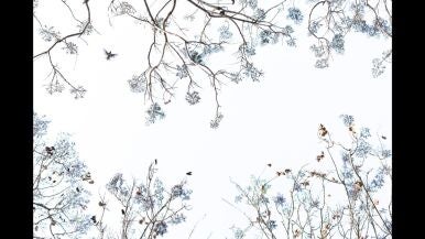 Blanco y purpura - Eduardo Hern&aacute;ndez de Haro