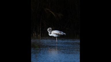 A&ntilde;oranza - Miguel &Aacute;ngel Aliaga Venteo