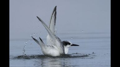 Charr&aacute;n - Francisco Papis Ram&oacute;n