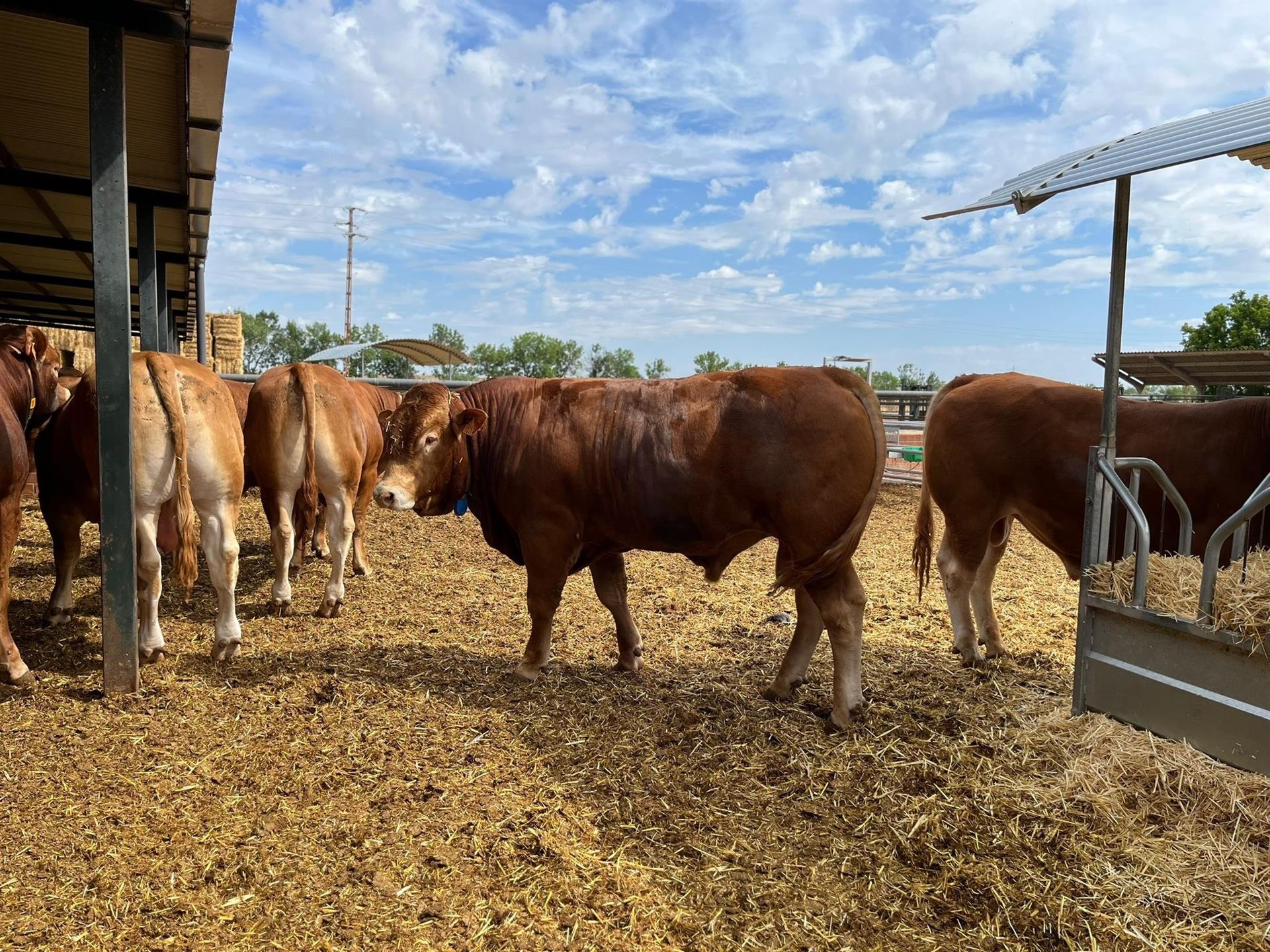 Las explotaciones ganaderas de Extremadura ya pueden pedir las ayudas de hasta 30.000 euros para mejorar la bioseguridad Las explotaciones ganaderas de Extremadura ya pueden pedir las ayudas de hasta 30.000 euros para mejorar la bioseguridad
